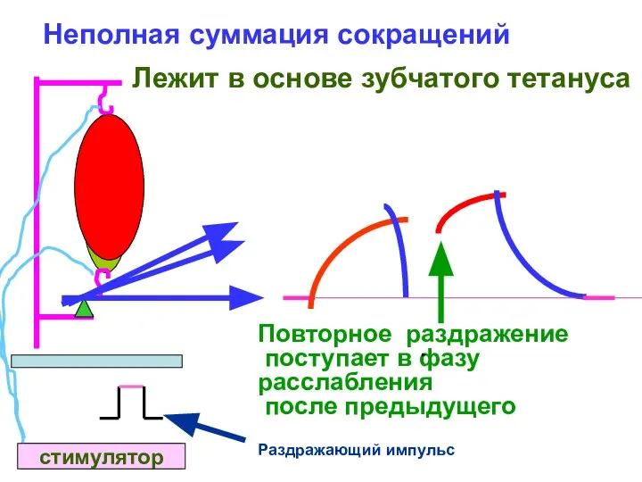 стимулятор стимулятор Неполная суммация сокращений Повторное раздражение поступает в фазу расслабления