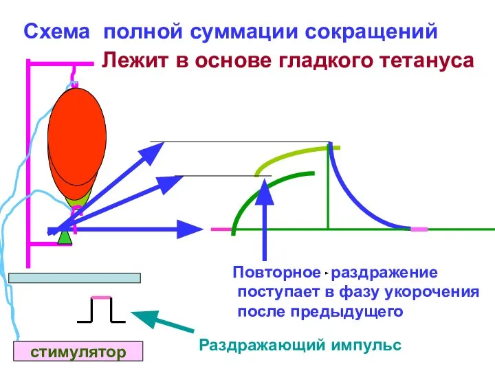 стимулятор стимулятор Схема полной суммации сокращений Повторное раздражение поступает в фазу