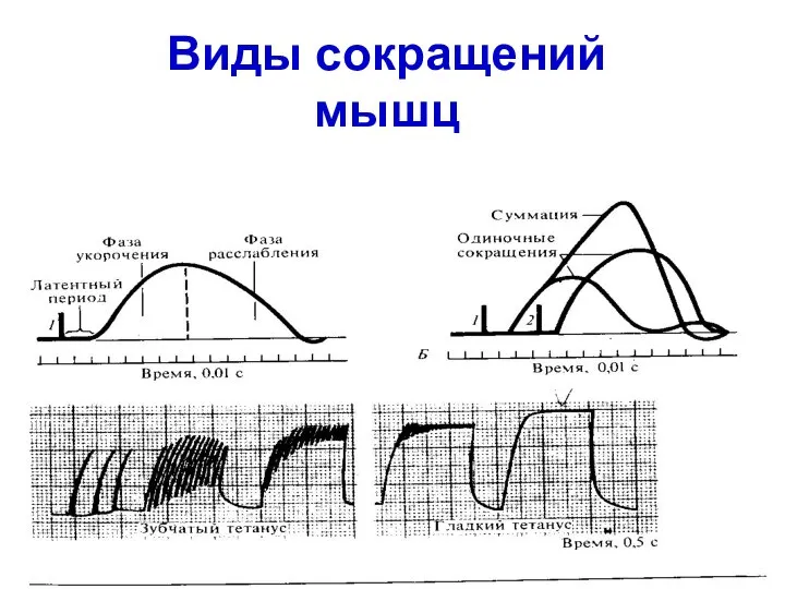 Виды сокращений мышц