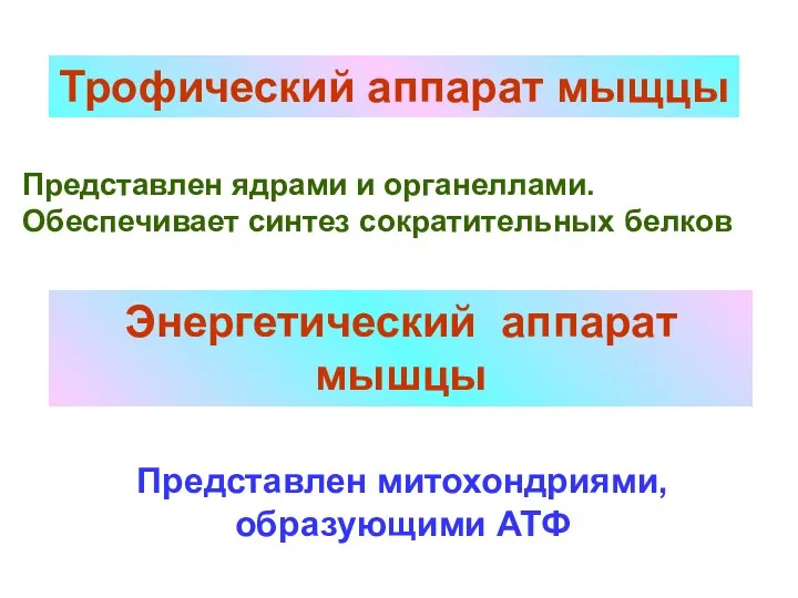 Трофический аппарат мыщцы Представлен ядрами и органеллами. Обеспечивает синтез сократительных белков