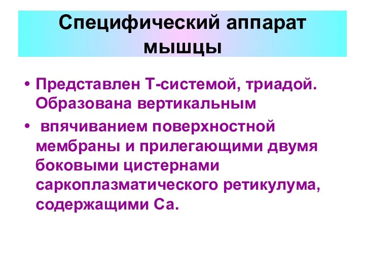 Представлен Т-системой, триадой. Образована вертикальным впячиванием поверхностной мембраны и прилегающими двумя