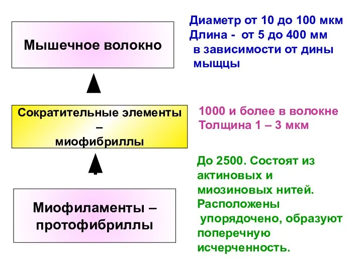 Мышечное волокно Диаметр от 10 до 100 мкм Длина - от