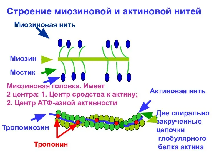 Строение миозиновой и актиновой нитей Миозин Мостик Миозиновая головка. Имеет 2