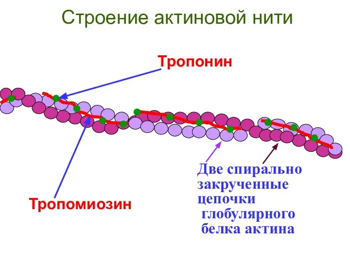 Тропомиозин Строение актиновой нити Тропонин Две спирально закрученные цепочки глобулярного белка актина