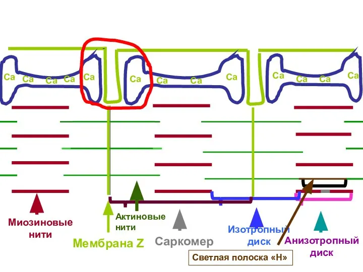 Миозиновые нити Анизотропный диск Изотропный диск Саркомер Светлая полоска «Н» Мембрана