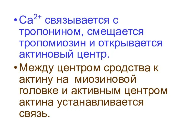 Са2+ связывается с тропонином, смещается тропомиозин и открывается актиновый центр. Между