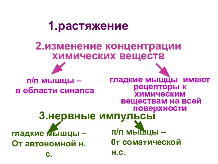 1.растяжение 3.нервные импульсы п/п мышцы – 0т соматической н.с. гладкие мышцы