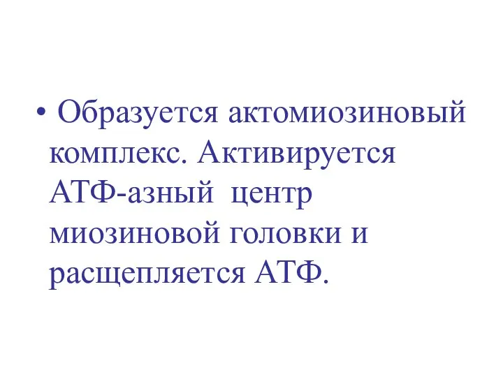 Образуется актомиозиновый комплекс. Активируется АТФ-азный центр миозиновой головки и расщепляется АТФ.