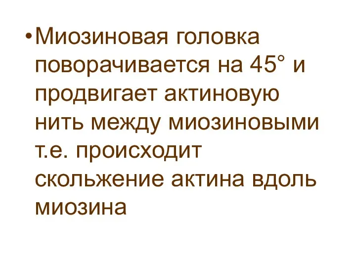 Миозиновая головка поворачивается на 45° и продвигает актиновую нить между миозиновыми