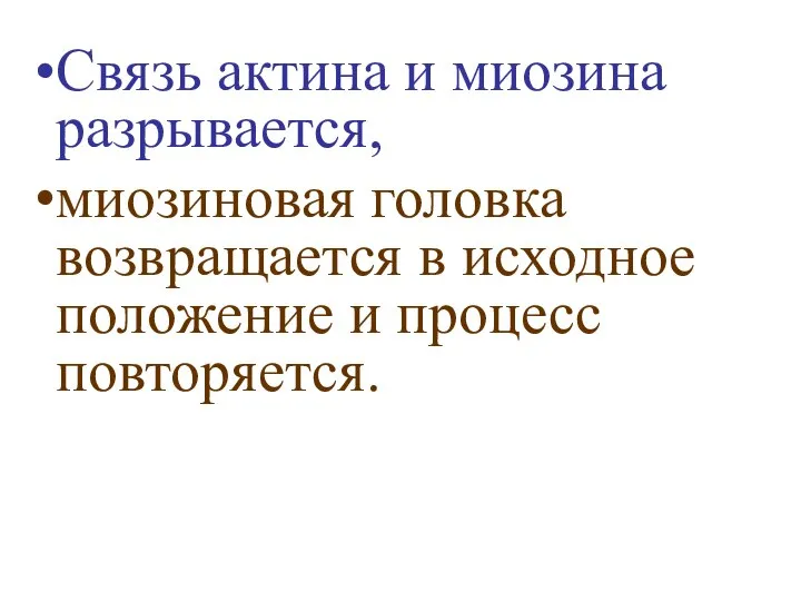 Связь актина и миозина разрывается, миозиновая головка возвращается в исходное положение и процесс повторяется.