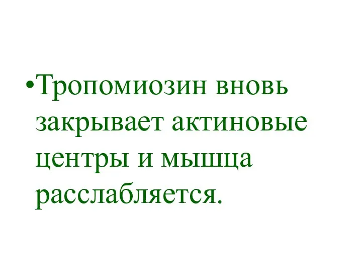 Тропомиозин вновь закрывает актиновые центры и мышца расслабляется.