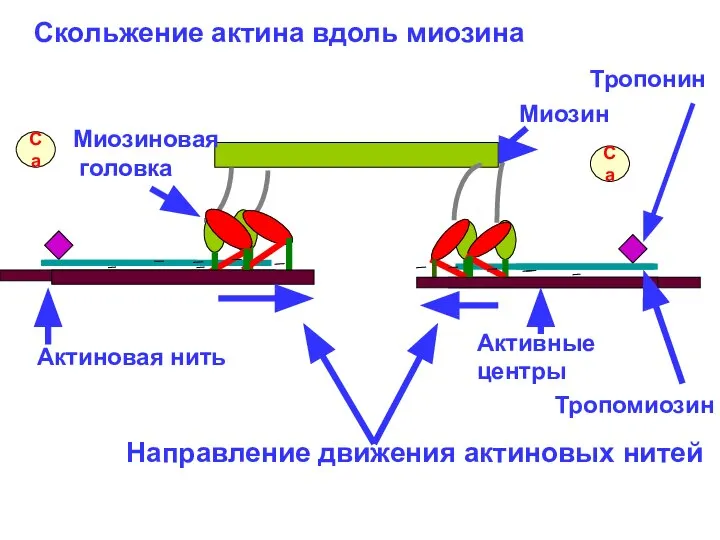 Са Са Миозин Миозиновая головка Актиновая нить Активные центры Тропонин Тропомиозин