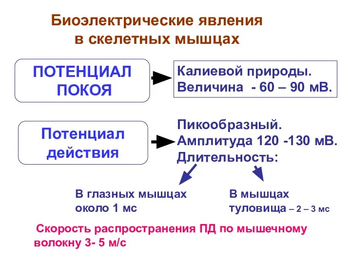 Биоэлектрические явления в скелетных мышцах ПОТЕНЦИАЛ ПОКОЯ Калиевой природы. Величина -