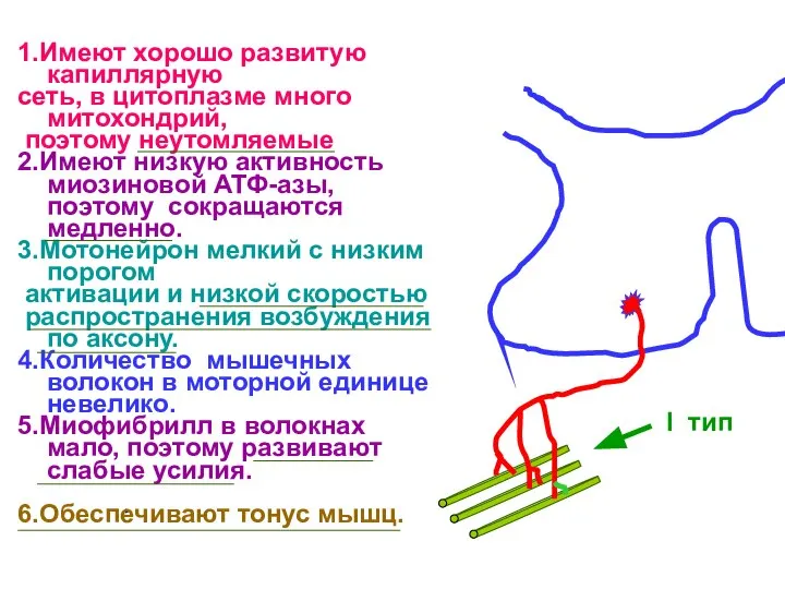 I тип 1.Имеют хорошо развитую капиллярную сеть, в цитоплазме много митохондрий,