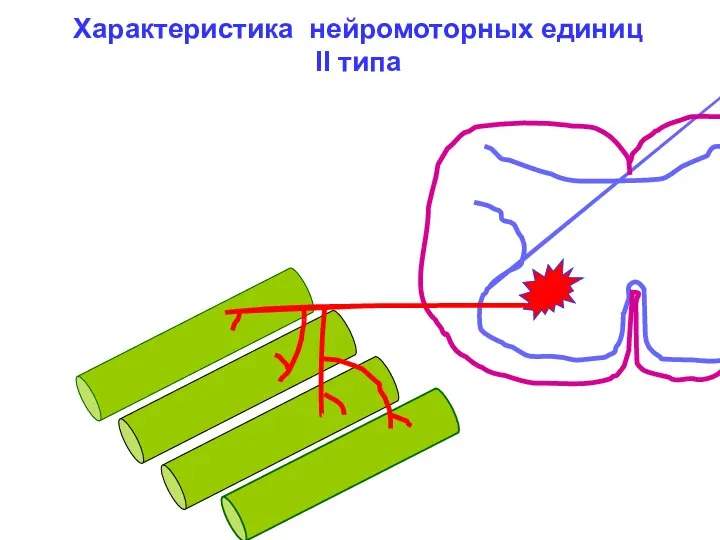 Характеристика нейромоторных единиц II типа