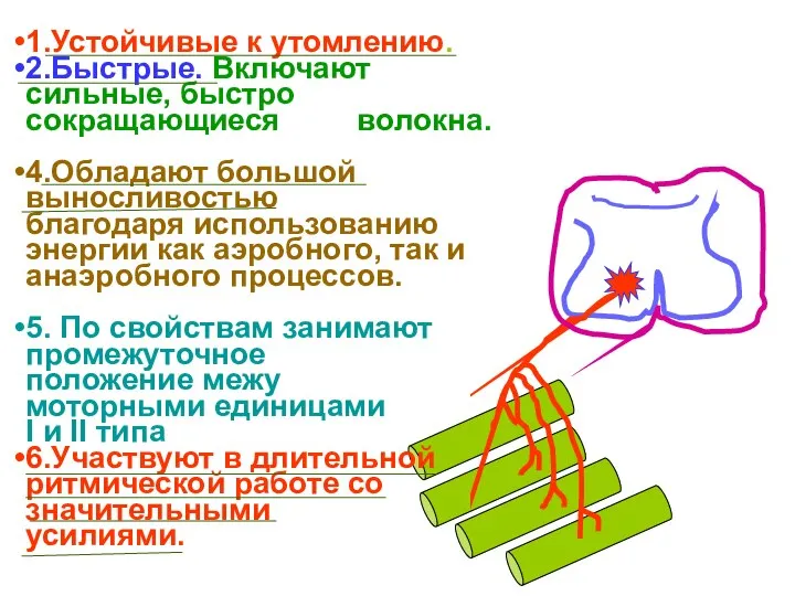 1.Устойчивые к утомлению. 2.Быстрые. Включают сильные, быстро сокращающиеся волокна. 4.Обладают большой