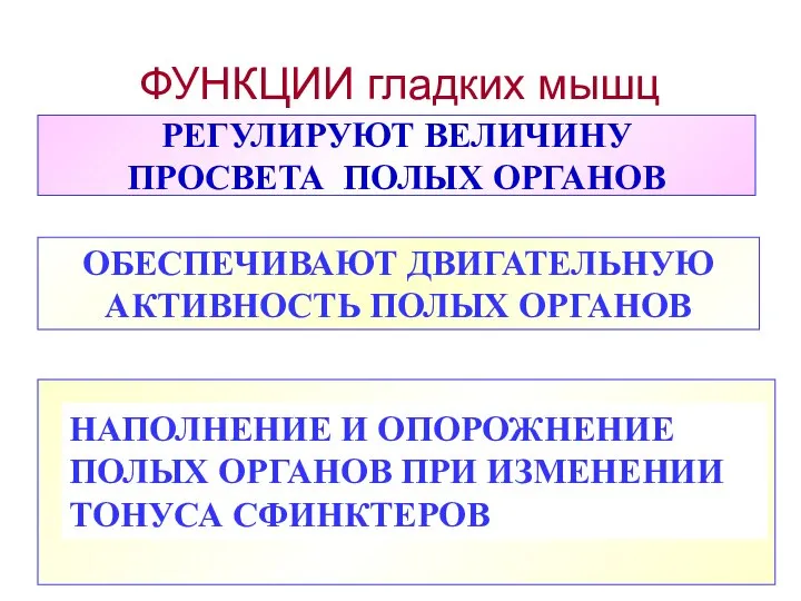 ФУНКЦИИ гладких мышц РЕГУЛИРУЮТ ВЕЛИЧИНУ ПРОСВЕТА ПОЛЫХ ОРГАНОВ ОБЕСПЕЧИВАЮТ ДВИГАТЕЛЬНУЮ АКТИВНОСТЬ