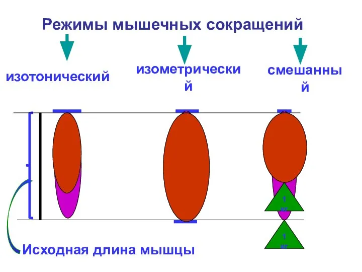 Режимы мышечных сокращений изотонический изометрический Исходная длина мышцы смешанный 1 кг 1 кг