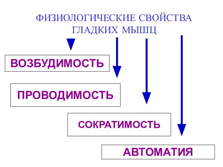 ФИЗИОЛОГИЧЕСКИЕ СВОЙСТВА ГЛАДКИХ МЫШЦ ВОЗБУДИМОСТЬ ПРОВОДИМОСТЬ СОКРАТИМОСТЬ АВТОМАТИЯ