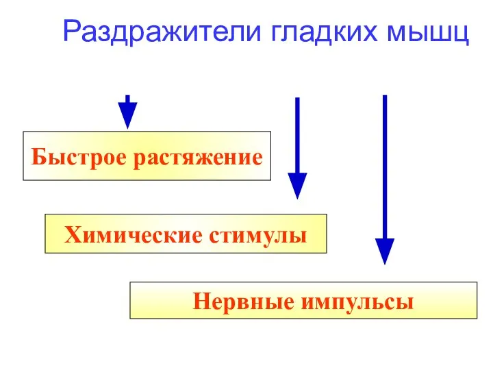 Раздражители гладких мышц Быстрое растяжение Химические стимулы Нервные импульсы