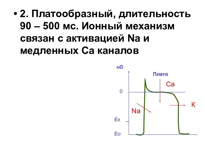 2. Платообразный, длительность 90 – 500 мс. Ионный механизм связан с