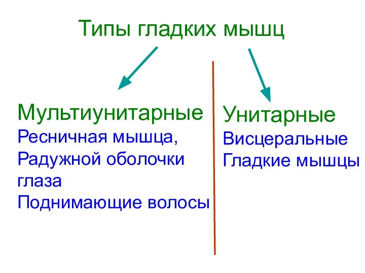 Типы гладких мышц Унитарные Висцеральные Гладкие мышцы Мультиунитарные Ресничная мышца, Радужной оболочки глаза Поднимающие волосы