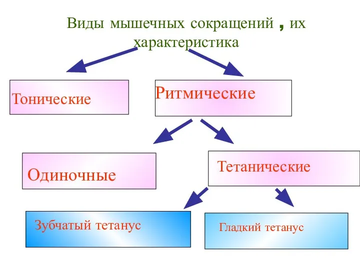 Виды мышечных сокращений , их характеристика Тонические Ритмические Одиночные Тетанические Гладкий тетанус Зубчатый тетанус