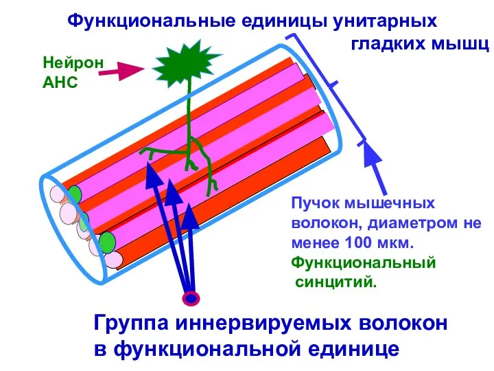 Функциональные единицы унитарных гладких мышц Пучок мышечных волокон, диаметром не менее