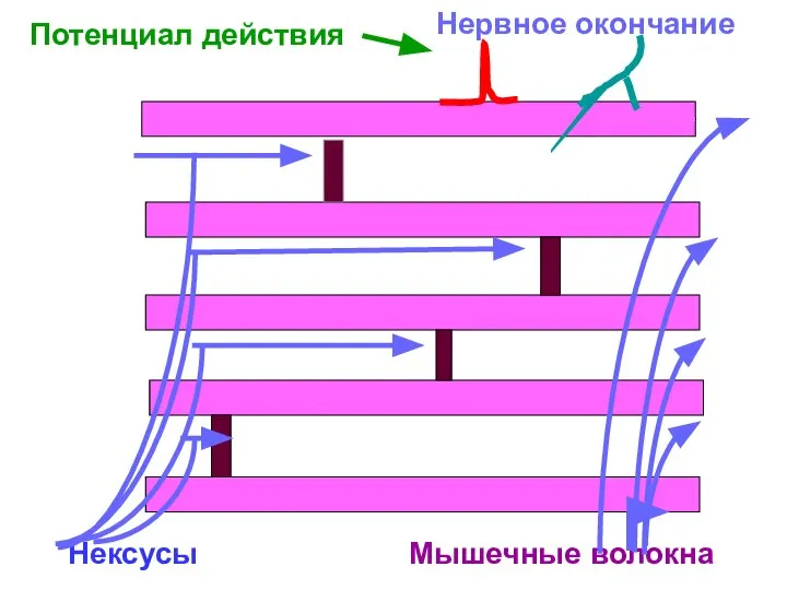 Нексусы Нервное окончание Потенциал действия Мышечные волокна