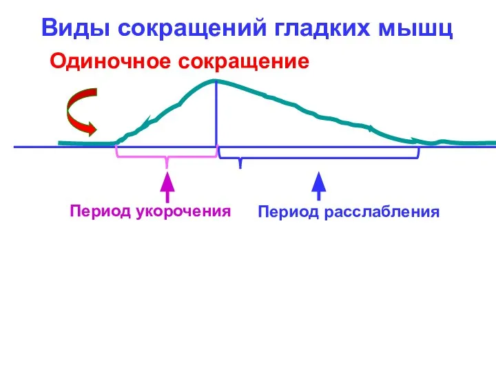 Виды сокращений гладких мышц Одиночное сокращение Период укорочения Период расслабления