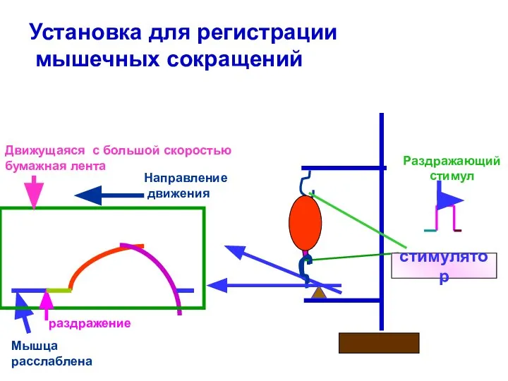 стимулятор Мышца расслаблена стимулятор Установка для регистрации мышечных сокращений Раздражающий стимул