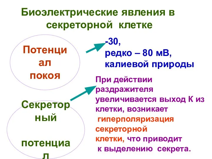 Потенциал покоя -30, редко – 80 мВ, калиевой природы , Секреторный