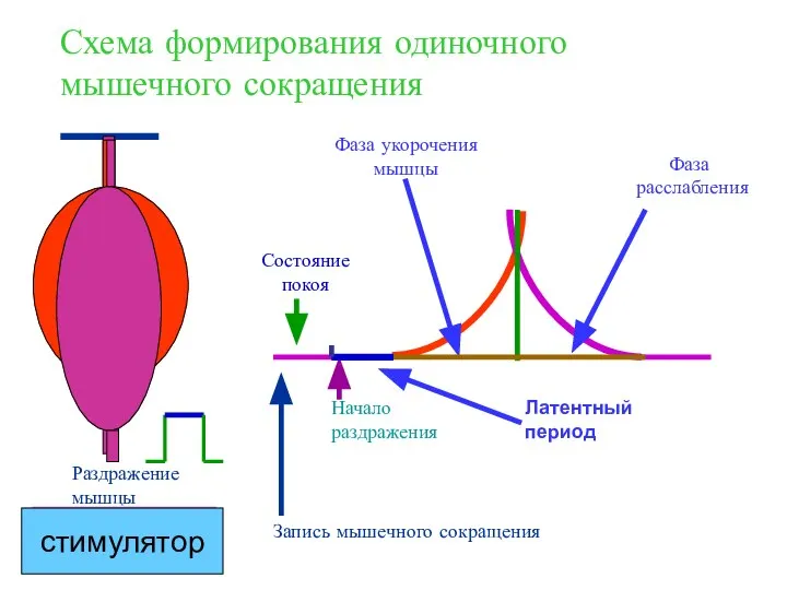 Раздражение мышцы Запись мышечного сокращения Начало раздражения Состояние покоя Фаза укорочения