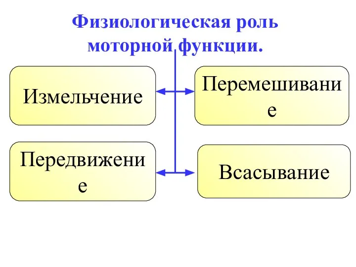 Физиологическая роль моторной функции. Измельчение Перемешивание Передвижение Всасывание