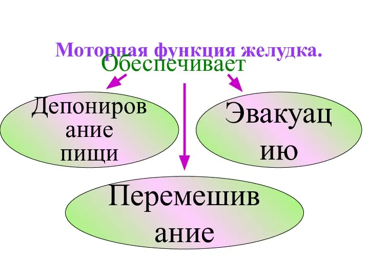 Моторная функция желудка. Депонирование пищи Обеспечивает Перемешивание Эвакуацию