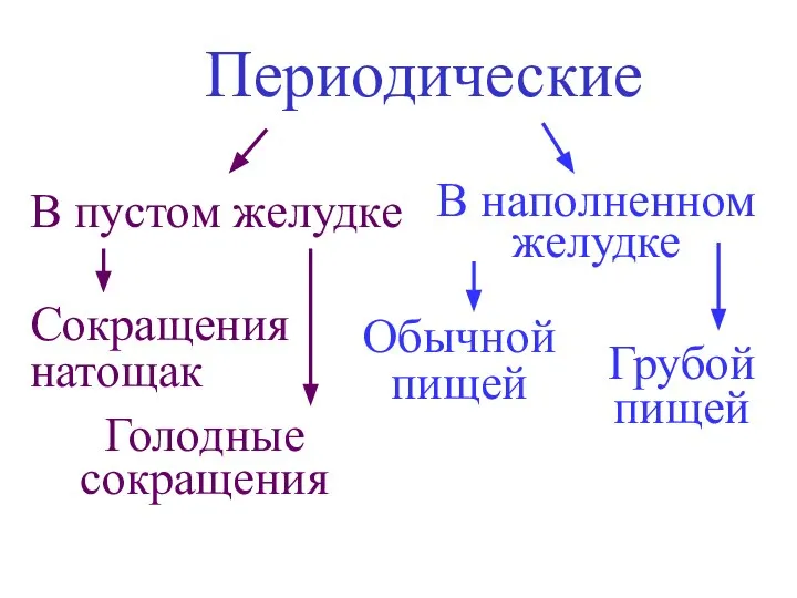 Периодические В пустом желудке В наполненном желудке Сокращения натощак Голодные сокращения Обычной пищей Грубой пищей