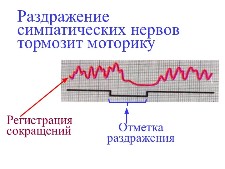 Раздражение симпатических нервов тормозит моторику Регистрация сокращений Отметка раздражения