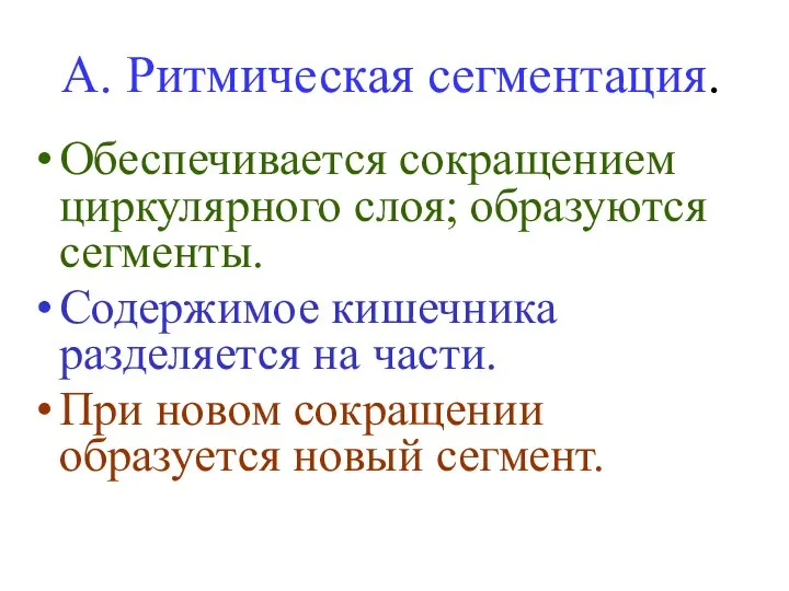 А. Ритмическая сегментация. Обеспечивается сокращением циркулярного слоя; образуются сегменты. Содержимое кишечника