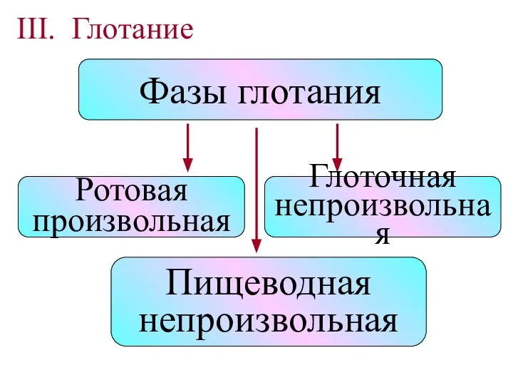 III. Глотание Ротовая произвольная Фазы глотания Глоточная непроизвольная Пищеводная непроизвольная