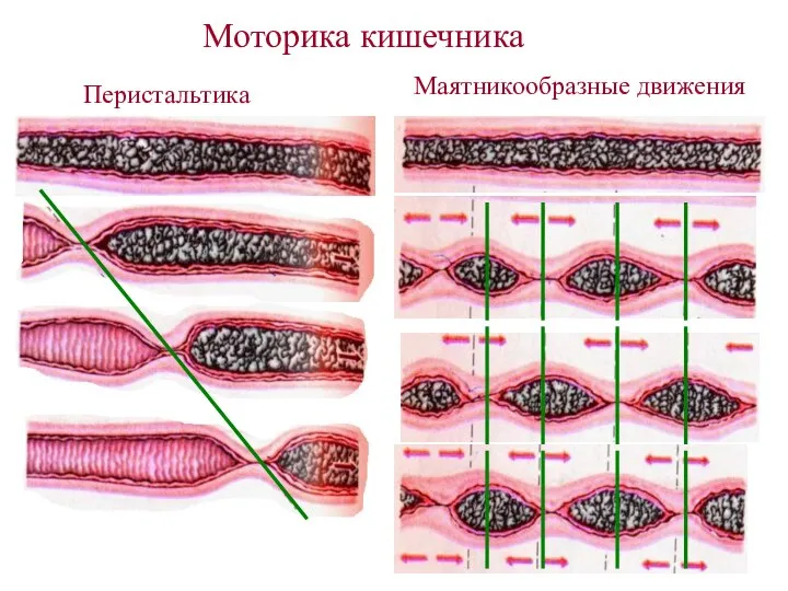 Моторика кишечника Перистальтика Маятникообразные движения