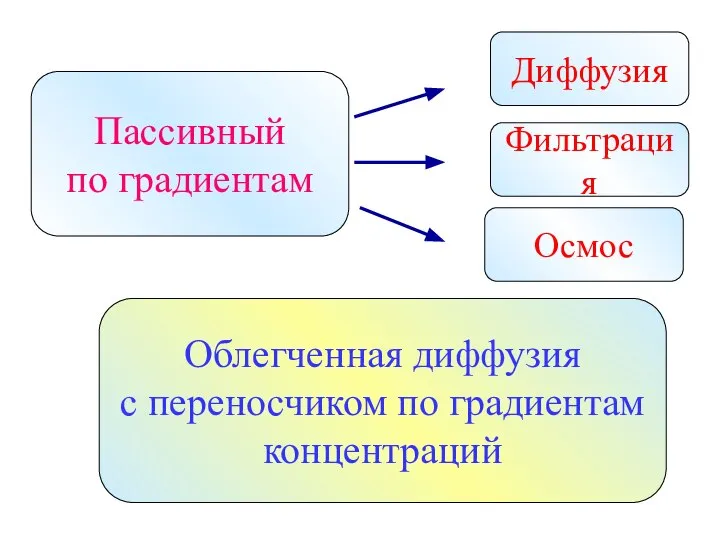 Пассивный по градиентам Диффузия Фильтрация Осмос Облегченная диффузия с переносчиком по градиентам концентраций