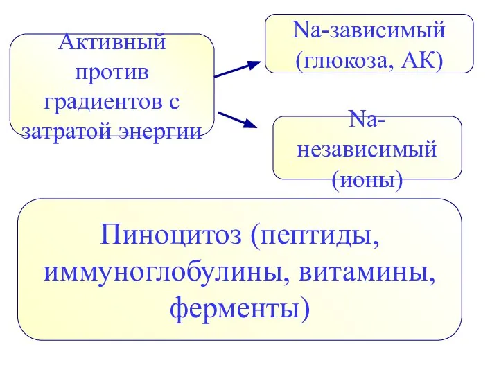 Активный против градиентов с затратой энергии Na-зависимый (глюкоза, АК) Na-независимый (ионы) Пиноцитоз (пептиды, иммуноглобулины, витамины, ферменты)