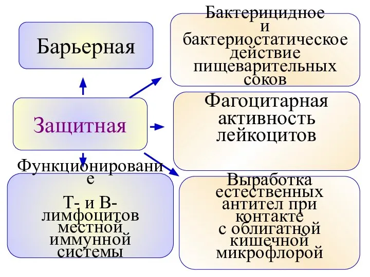 Защитная Барьерная Бактерицидное и бактериостатическое действие пищеварительных соков Фагоцитарная активность лейкоцитов