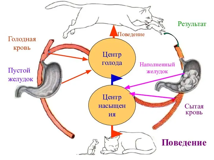 Центр голода Центр насыщения Пустой желудок Голодная кровь Поведение Результат Наполненный желудок Сытая кровь Поведение