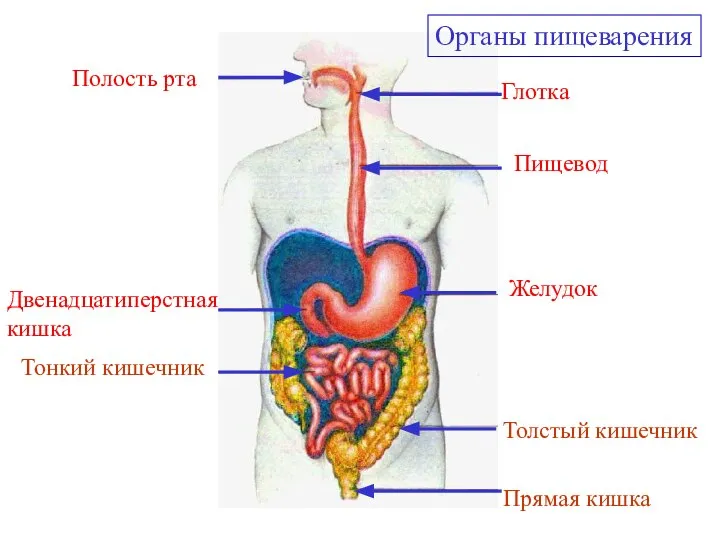 Полость рта Глотка Пищевод Желудок Двенадцатиперстная кишка Тонкий кишечник Толстый кишечник Прямая кишка Органы пищеварения