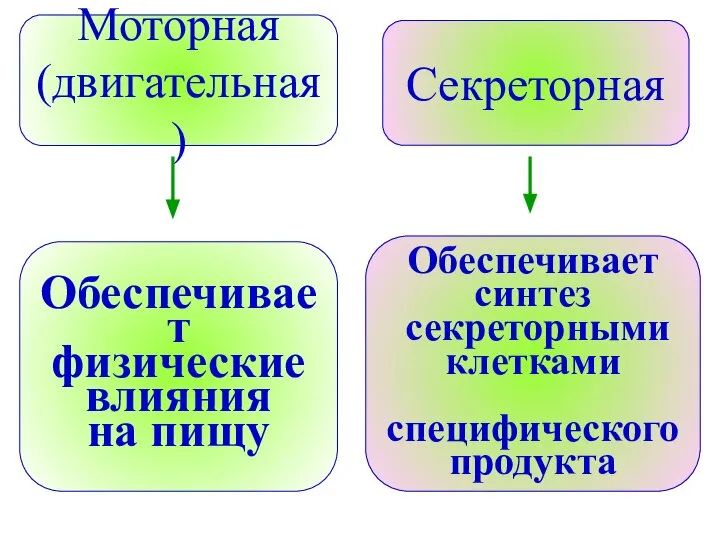 Моторная (двигательная) Обеспечивает физические влияния на пищу Секреторная Обеспечивает синтез секреторными клетками специфического продукта