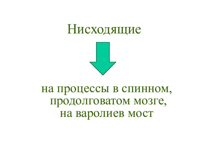 Нисходящие на процессы в спинном, продолговатом мозге, на варолиев мост