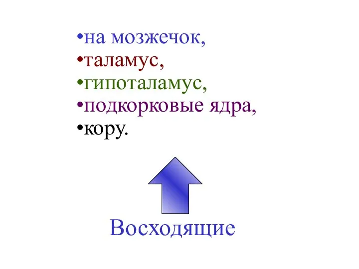 Восходящие на мозжечок, таламус, гипоталамус, подкорковые ядра, кору.