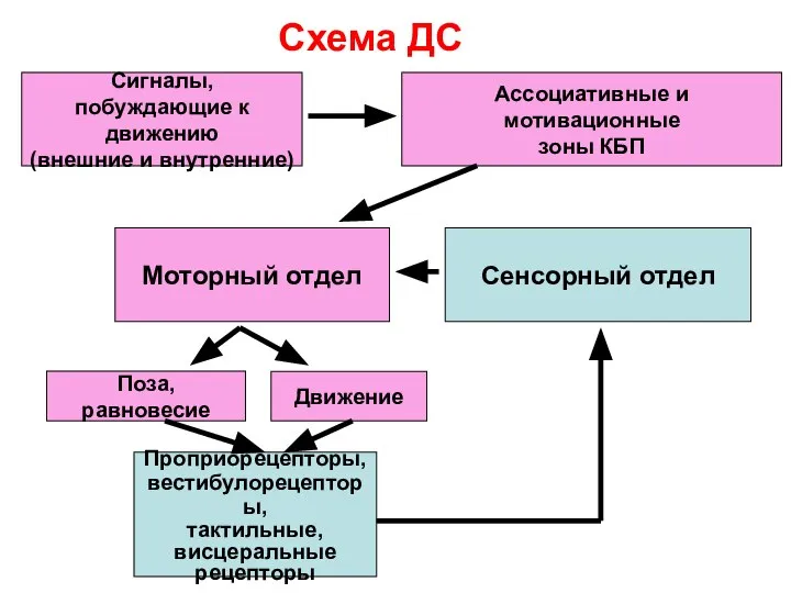 Схема ДС Ассоциативные и мотивационные зоны КБП Сигналы, побуждающие к движению