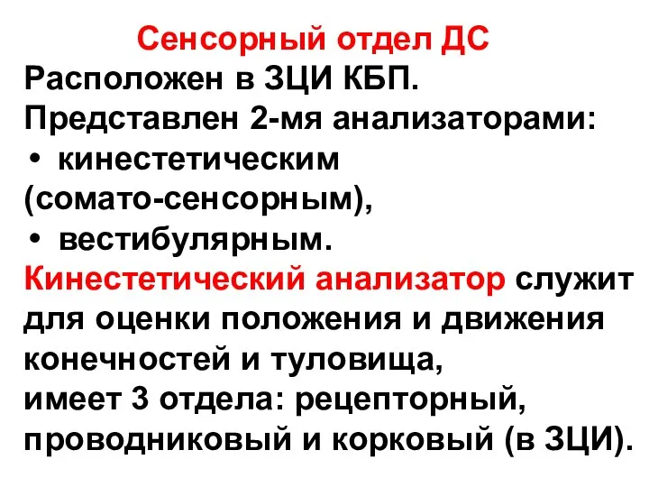 Сенсорный отдел ДС Расположен в ЗЦИ КБП. Представлен 2-мя анализаторами: кинестетическим